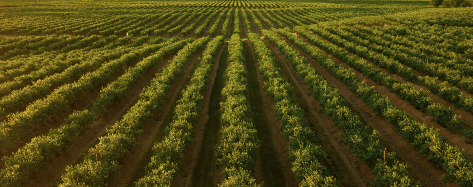 ЦИФРОВАЯ ТРАНСФОРМАЦИЯ В АПК: ОПЫТ, РЕЗУЛЬТАТЫ И ПУТЬ В БУДУЩЕЕ